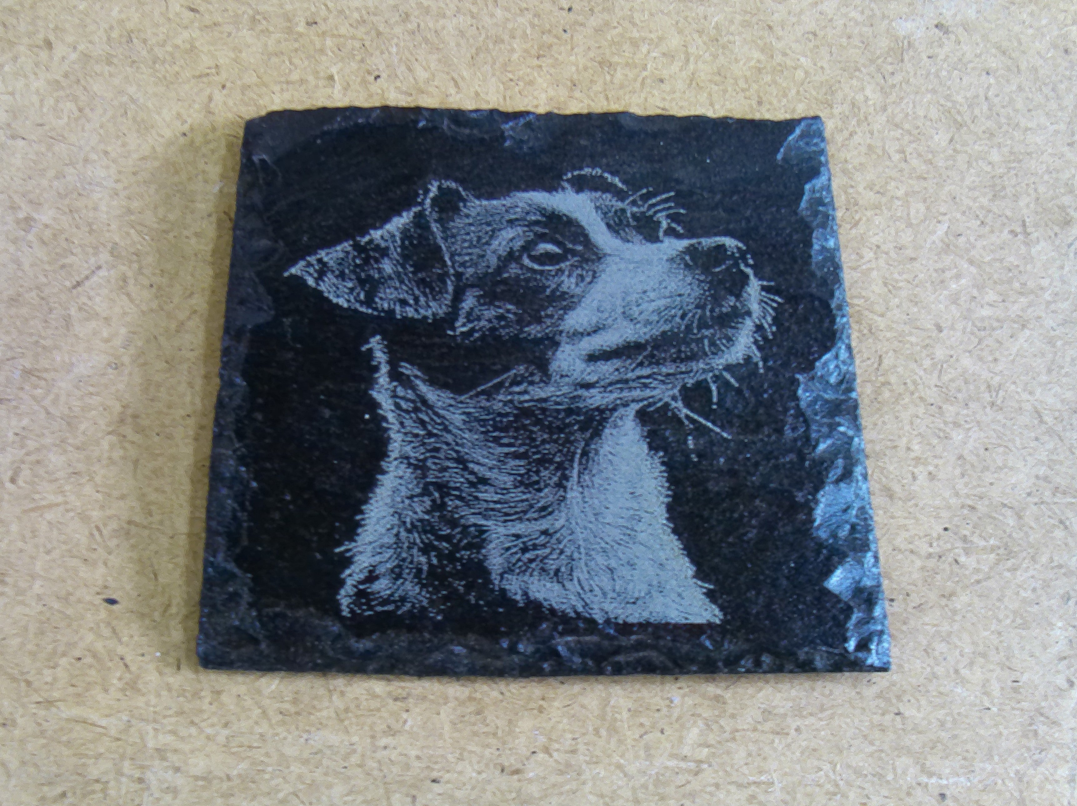Dog Coasters