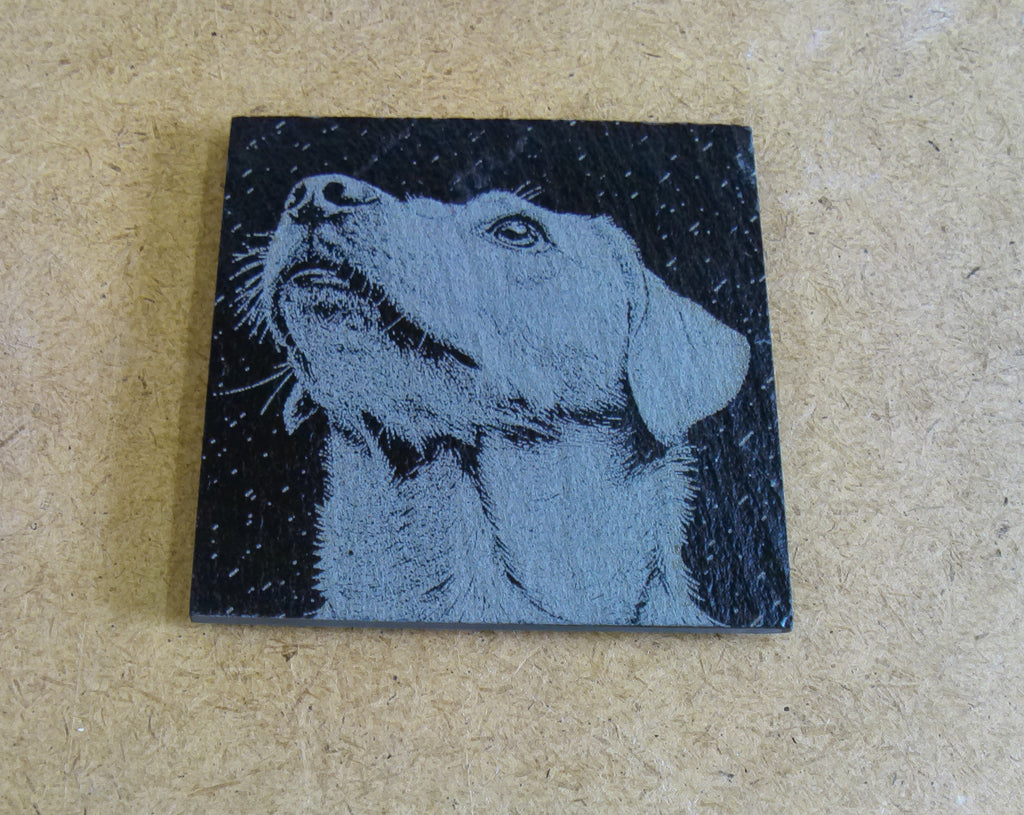 Dog Coasters