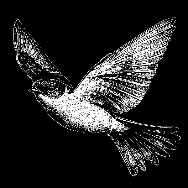 Bird Coasters